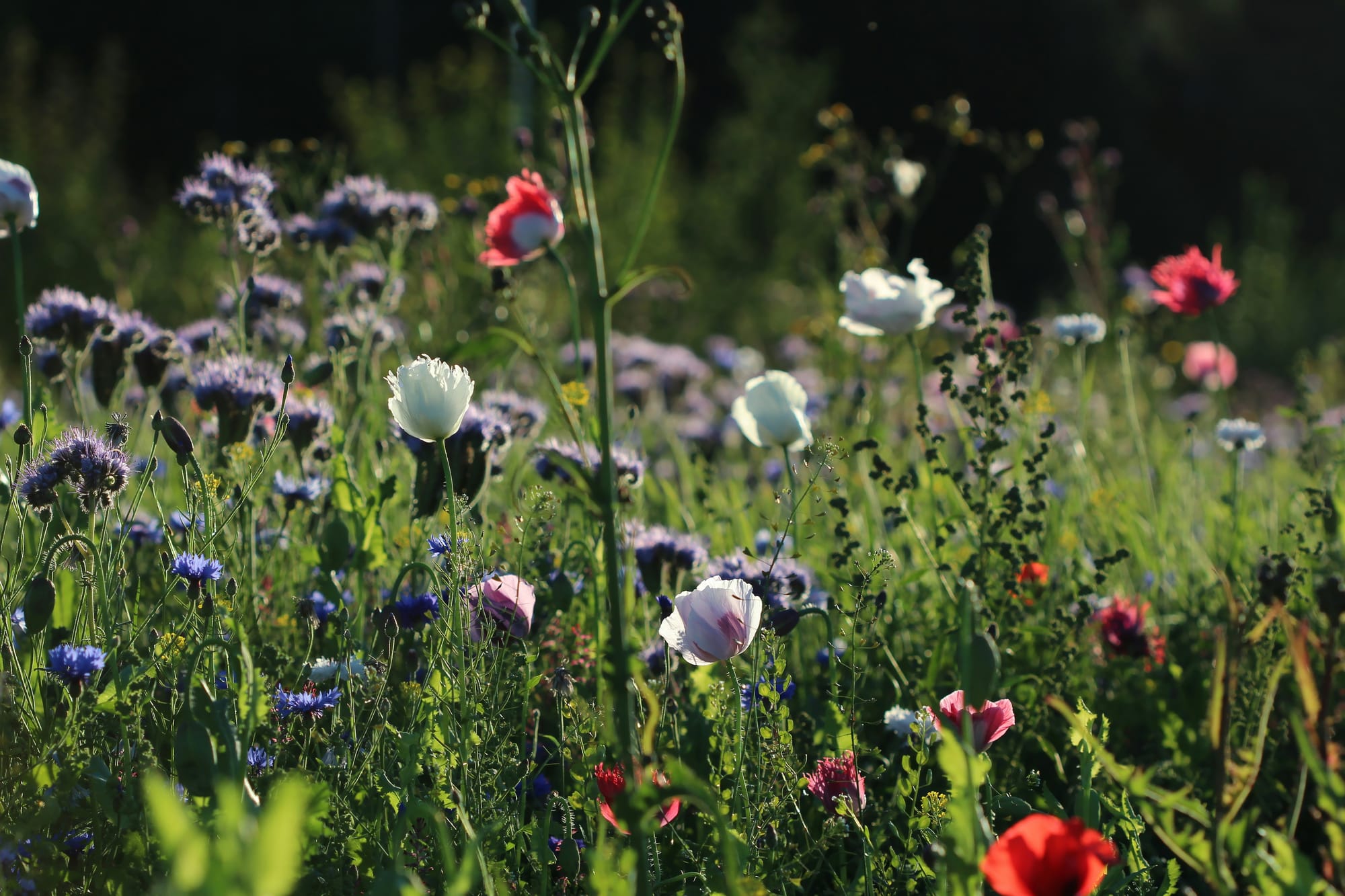 Field of wildflowers