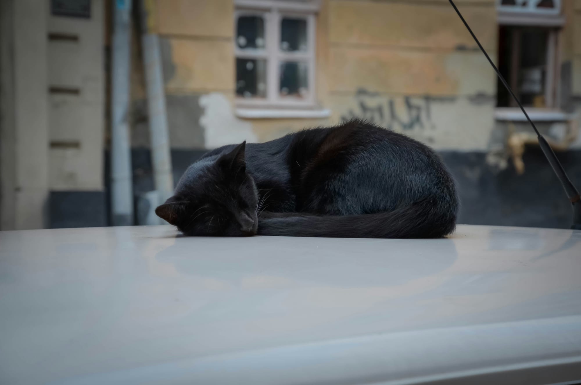 Black cat sleeping on a car