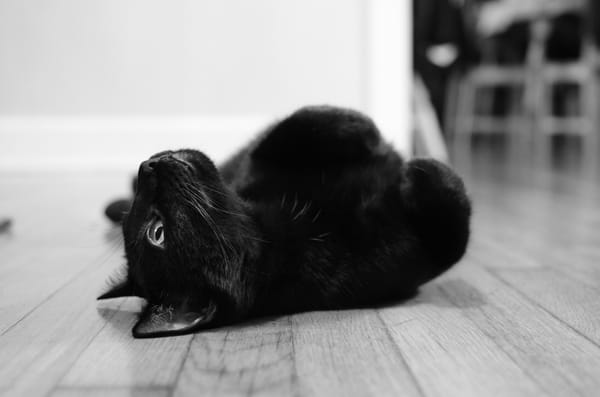 Olive Blessing