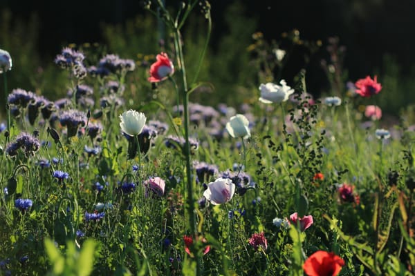 Field of wildflowers