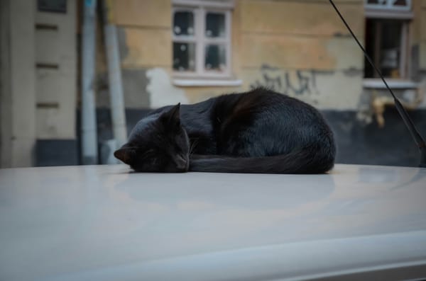 Black cat sleeping on a car