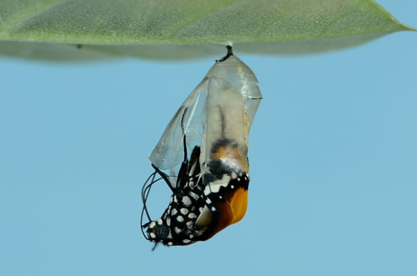 A butterfly mid-emergence from its chrysalis